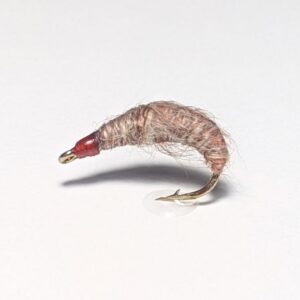 Fly Killer Bug nymph