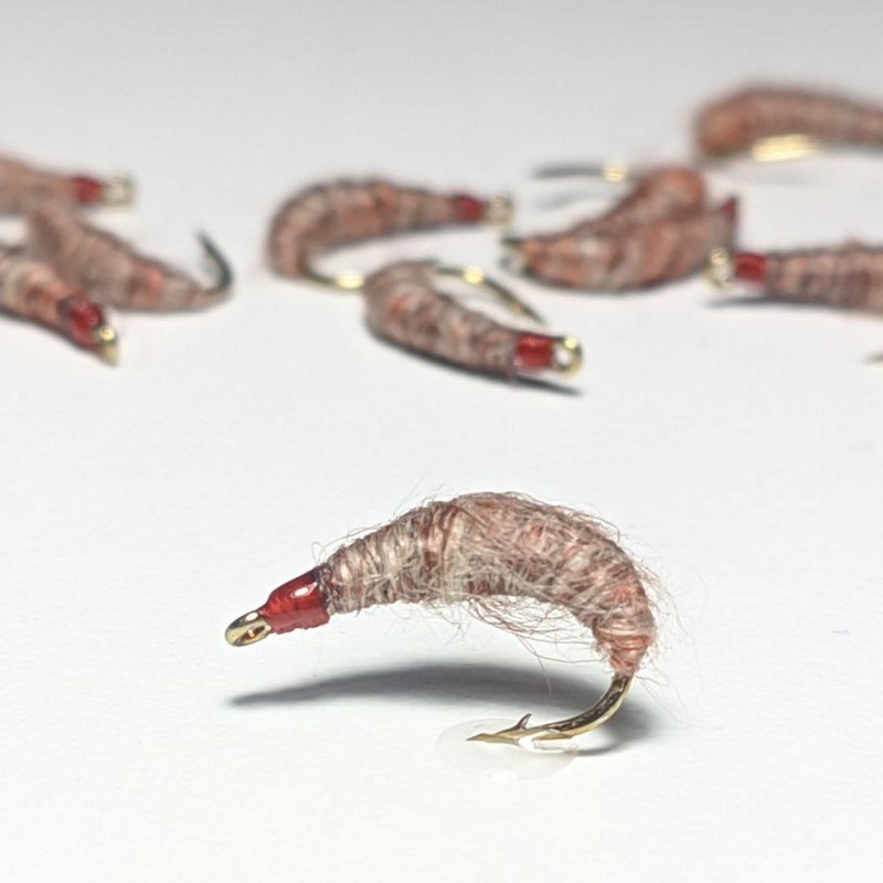 Fly Killer Bug nymph - Image 2