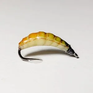 maggot fly nymph