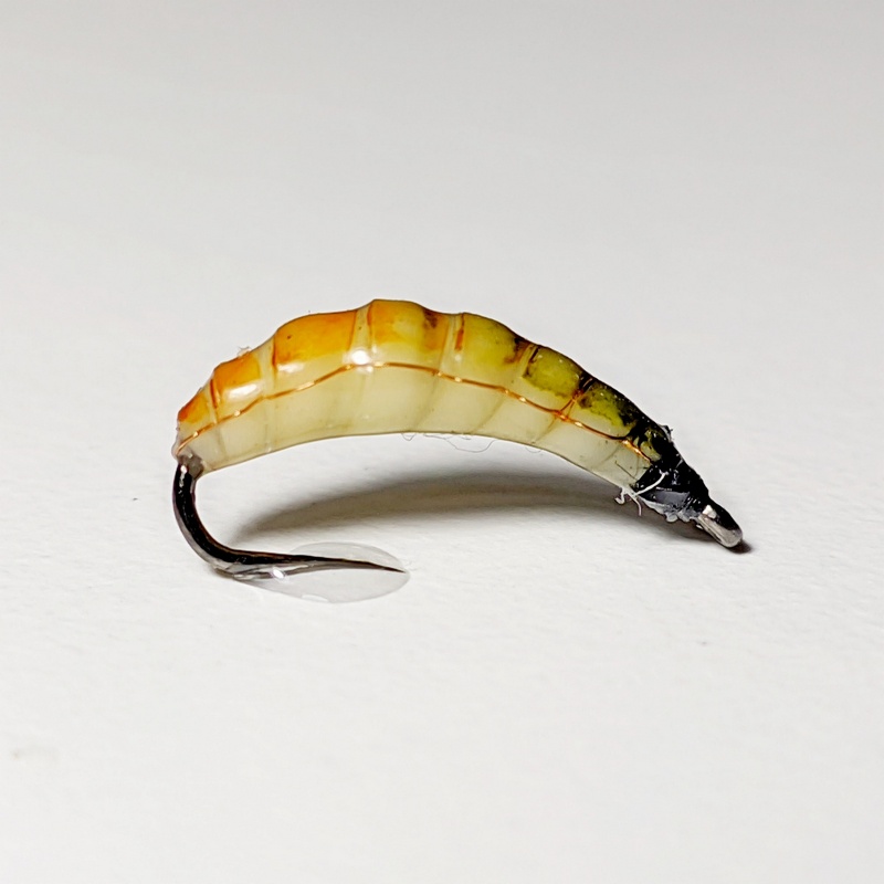 maggot fly nymph