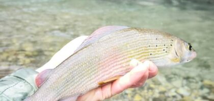 European grayling caught on a nymph, Gradac river, Serbia.