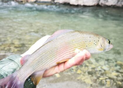 European grayling caught on a nymph, Gradac river, Serbia.