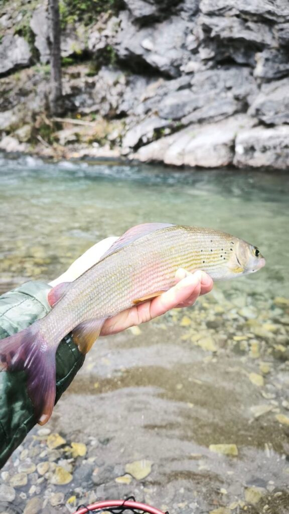 European grayling caught on a nymph, Gradac river, Serbia.