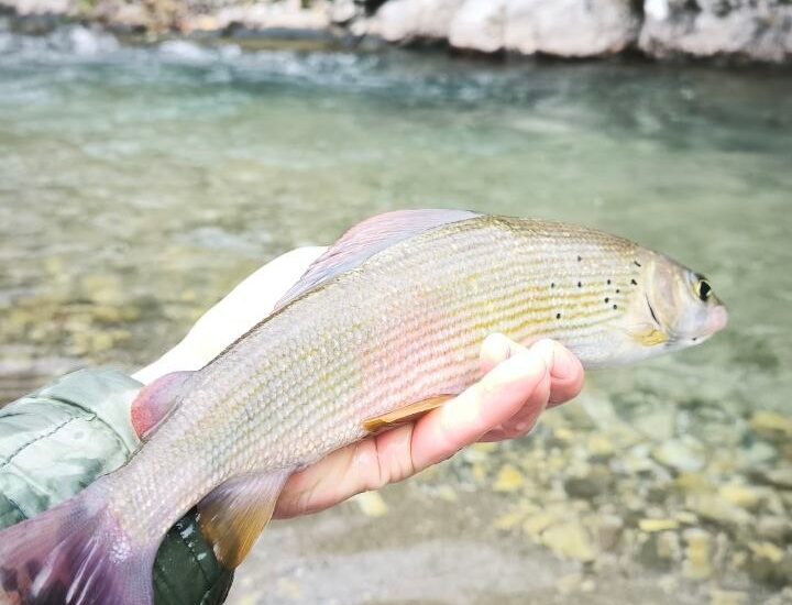European grayling caught on a nymph, Gradac river, Serbia.