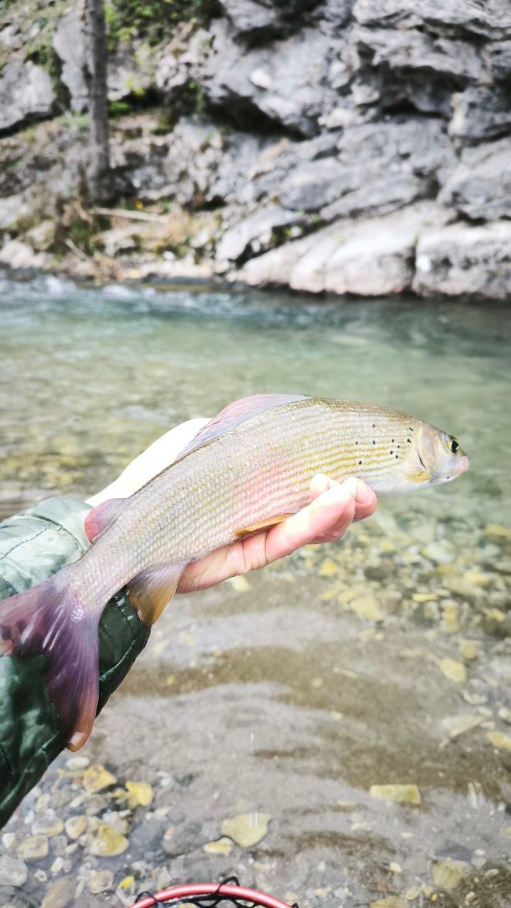 Pre-Championship Training: Chasing Wild Trout on the Gradac River
