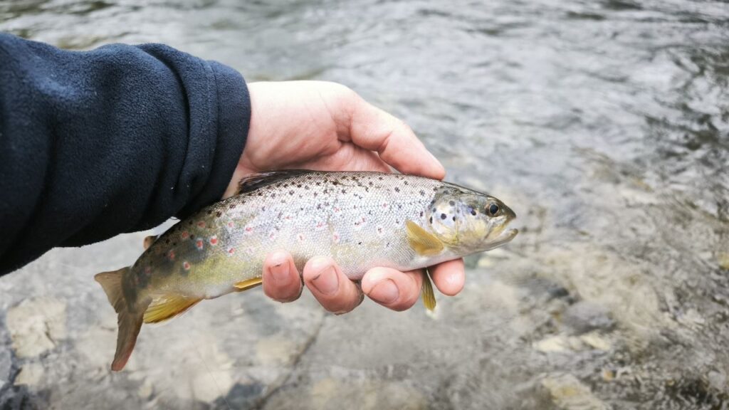Wild brown trout caught fly fishing on Gradac river Serbia.