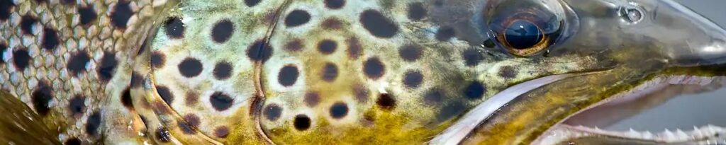FisherFun: Professional Trout Greyling Flies & Gear